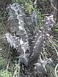 Quaqua pillansii, from the Little Karoo, has smooth, erect grey stems