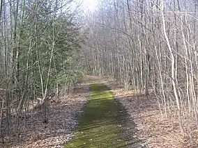 An old road in the Quehanna Wild Area