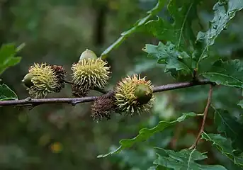 Acorns with 'hairy' cups