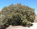 Quercus chrysolepis in Mojave National Preserve