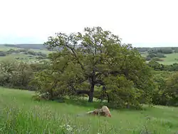 Quercus engelmannii in the Santa Rosa Plateau