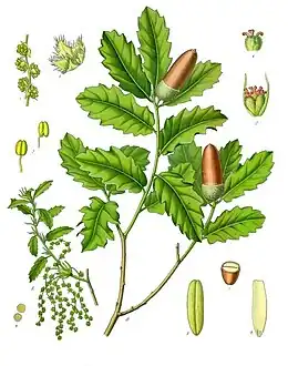 Illustration of Quercus lusitanica showing staminate (left) and pistillate flowers, which mature into acorns (right)