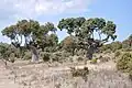 Large oaks in La Torre