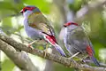 Red-browed finch, North Queensland