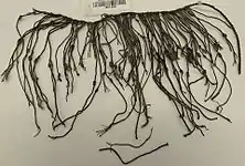 Cotton quipu, 1400-1600 C.E., Yale University Art Gallery, New Haven.