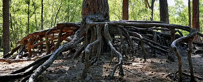 Roots of an old pine in Ystad, Sweden (2020)