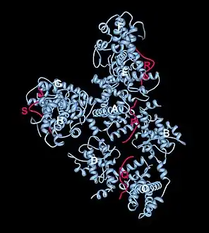 Crystal structure of the retinoblastoma tumor suppressor protein bound to E2F peptide polymer