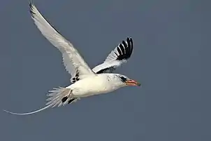 A rare red-billed tropicbird (Phaethon aethereus subsp. indicus) found in small islands of Lakshdweep