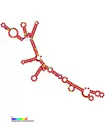 isrH Hfq binding RNA:  Predicted secondary structure taken from the Rfam database. Family RF01391.