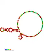 isrI Hfq binding RNA:  Predicted secondary structure taken from the Rfam database. Family RF01392.