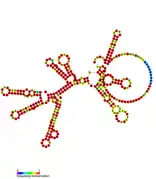 isrL Hfq binding RNA:  Predicted secondary structure taken from the Rfam database. Family RF01395.