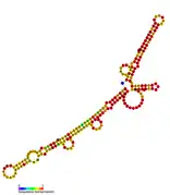 isrO Hfq binding RNA:  Predicted secondary structure taken from the Rfam database. Family RF01397.