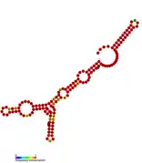 isrP Hfq binding RNA:  Predicted secondary structure taken from the Rfam database. Family RF01398.