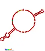 rseX Hfq binding RNA:  Predicted secondary structure taken from the Rfam database. Family RF01401.