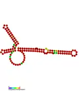 STnc490k Hfq binding RNA:  Predicted secondary structure taken from the Rfam database. Family RF01405.