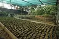 Seedlings being raised in polybags under shade