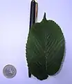 var. nikkoensis leaf and scale