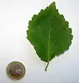 Juvenile leaf of 'Umbraculifera'