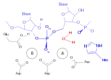 RNase H reaction mechanism