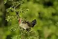 Red-vented Bulbul on fruiting Fleuggia leucopyrus