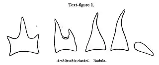 #107 (14/1/1933)Radular teeth of the Scarborough giant squid (Robson, 1933:683, text-fig. 1; see also lateral tooth)