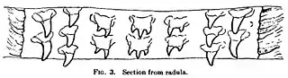 #109 (?/12/1933)Details of the radular teeth (Frost, 1934:109, fig. 3; see also teeth of the membrane lining the palate)