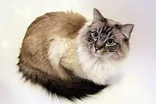 Black tabby point Ragdoll