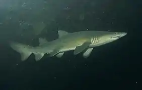 Ragged-tooth shark