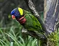 Green-naped lorikeet (subspecies of rainbow lorikeet)