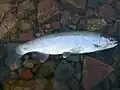 Steelhead trout caught in the St. Marys Rapids (introduced species)