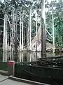 Flooded Forest exhibition