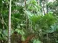 Rainforest gully, Darwin Botanic Gardens