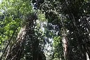  Palm tree's and Strangler figs dominate this Rainforest of the Great Sandy National Park, Cooloola.