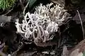 Basidiocarps of Ramaria rugosa, a coral fungus