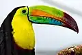 Keel-billed toucan (Ramphastos sulfuratus)