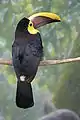 Chestnut-mandibled toucan(Ramphastos ambiguus swainsonii)