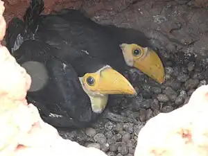 Young at nest; note the layer of fruit seeds at the bottom of the nest.