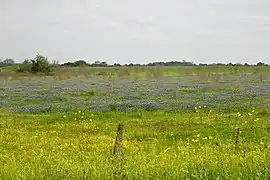 Ranchland in the Blackland Prairie eco-region of Texas with Texas bluebonnets (Lupinus texensis), Washington County, Texas, USA (30 March 2012).