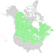 Range of Hieracium canadense throughout North America