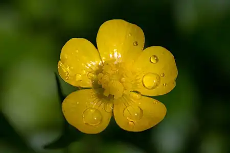 The glossy flowers of Ranunculus buttercups.