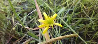 Ranunculus papulentus flower and peduncle. Individuals can have 1-4 flowers, each with 5-6 sepals.