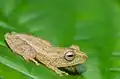Raorchestes luteolus (Yellow bush frog)
