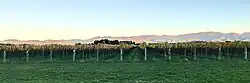 Vineyard at Rapaura