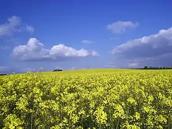 View of a rapeseed field at Grendon, Northamptonshire