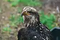 A juvenile bald eagle