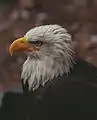 Volta, a bald eagle in 2000