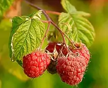 The raspberry is an aggregate fruit. Each raspberry develops from one flower, but its flower has many ovaries that become the small circular drupes making up the raspberry. There is a seed in each drupe.