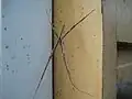 A spider with 4 legs hidden (Deinopis subrufa)