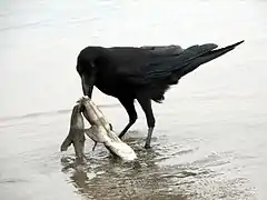 A jungle crow feeding on a small dead shark