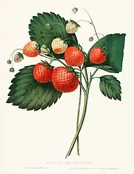 The Boston Pine Strawberry (1852)